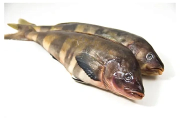 Фото Терпуг неразделанный свежемороженый 