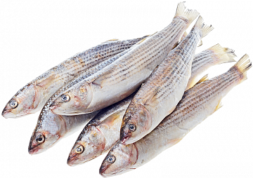 Фото Кефаль Азовская н/р 1000+(коробка 12кг)