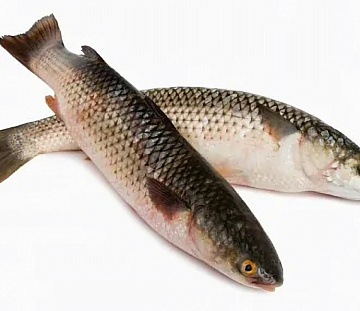 Фото Хариус свежемороженый (50-100 грамм)