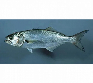 Фото Луфарь черноморский свежемороженый (11-16см) 