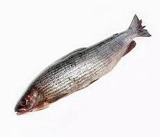 Хариус солёномороженный