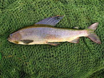 Фото Хариус свежемороженый (100-200 грамм)