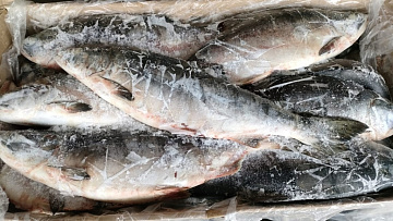 Фото Горбуша свежемороженая непотрошеная (мешок 16кг)