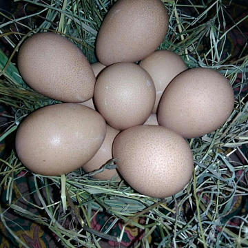 Фото Яйцо цесарки (коробка 360шт)